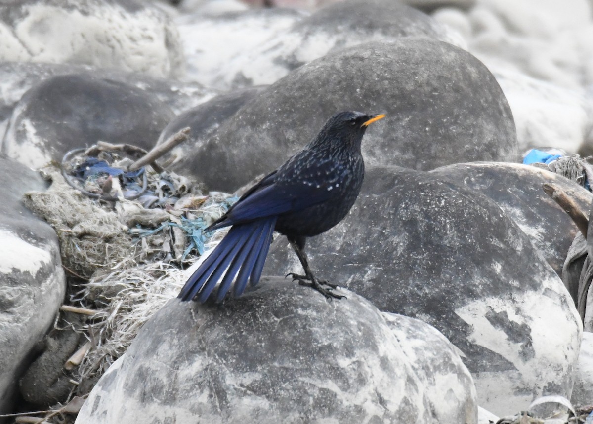 Blue Whistling-Thrush - ML631036140