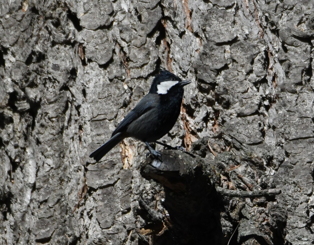 Rufous-naped Tit - ML631036650