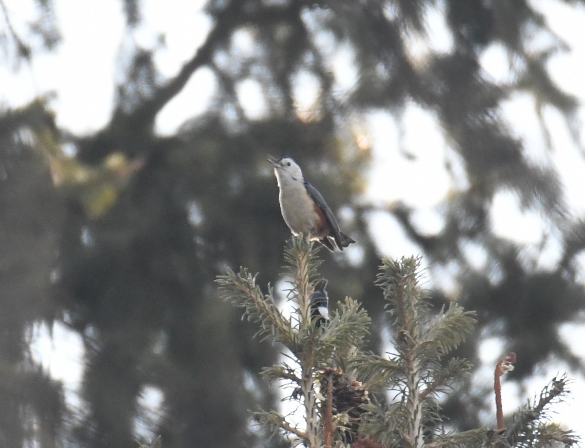 White-cheeked Nuthatch - ML631036661