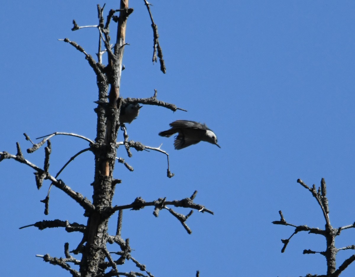 White-cheeked Nuthatch - ML631036668