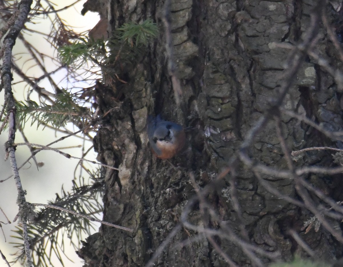 Kashmir Nuthatch - ML631036670