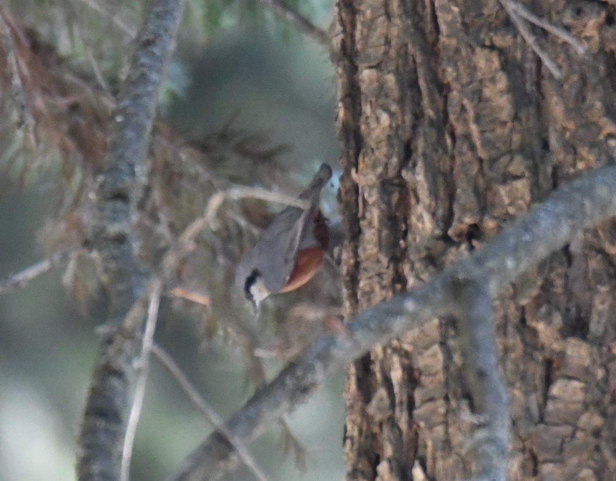 Kashmir Nuthatch - ML631036675