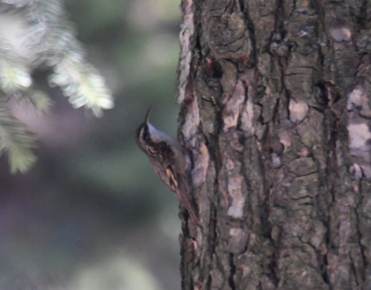 Bar-tailed Treecreeper - ML631036678