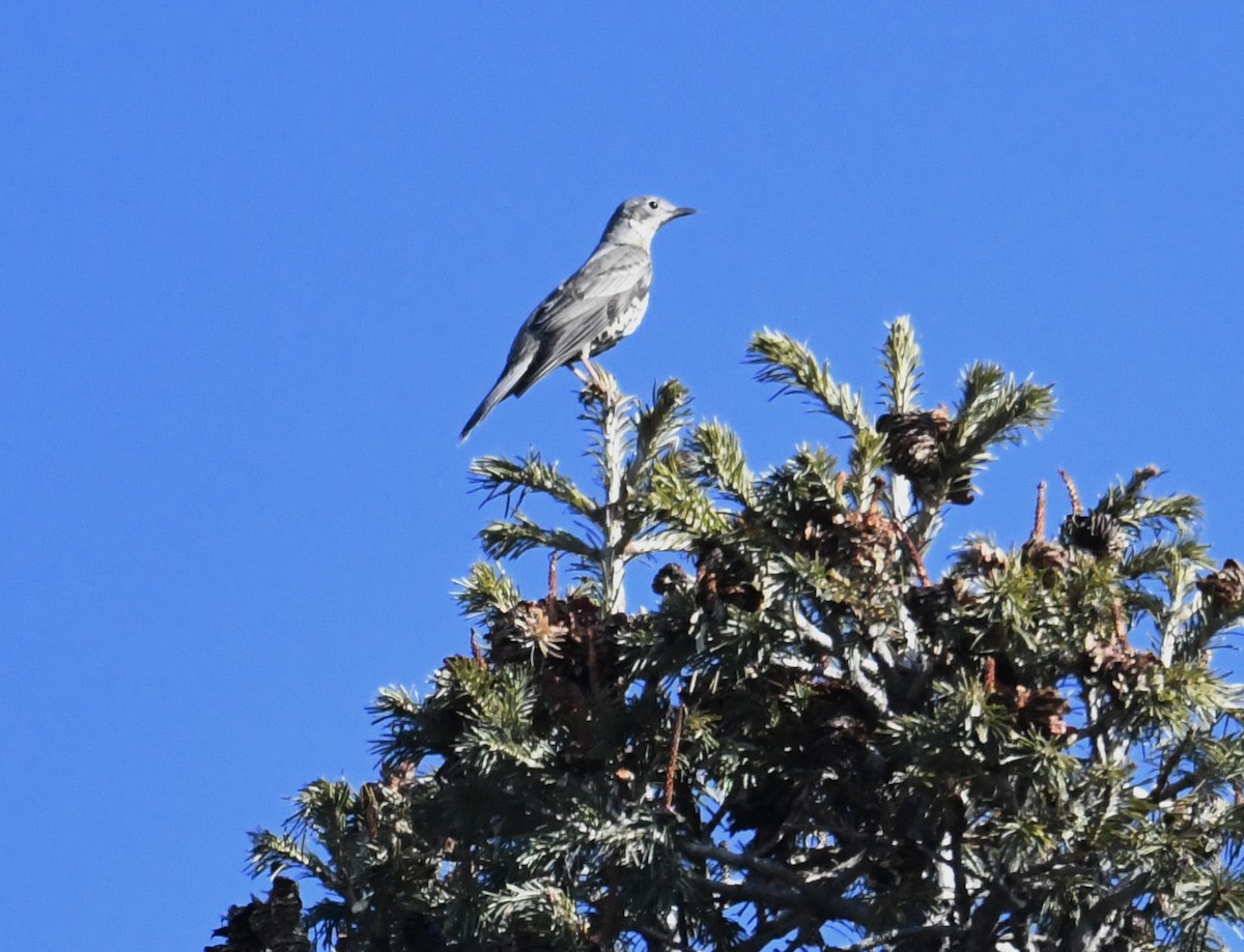 Бужмаг хөөндэй - ML631036694