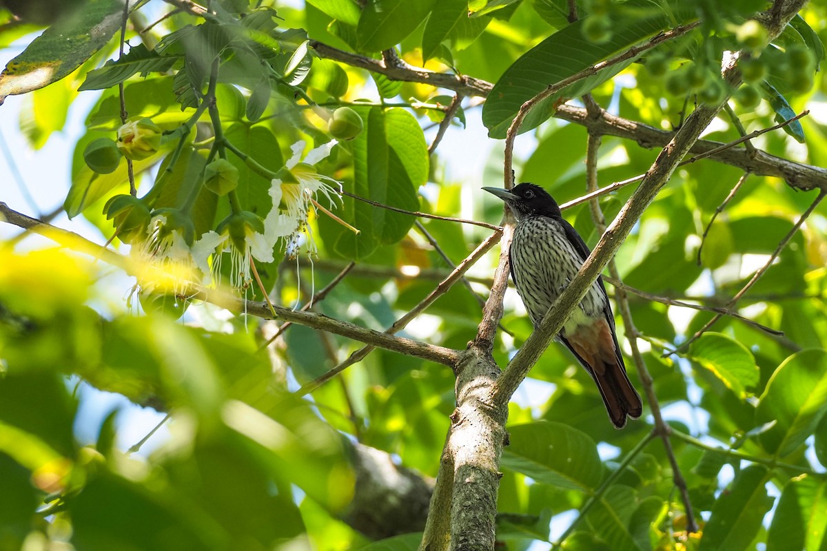 Silver Oriole - ML631036742