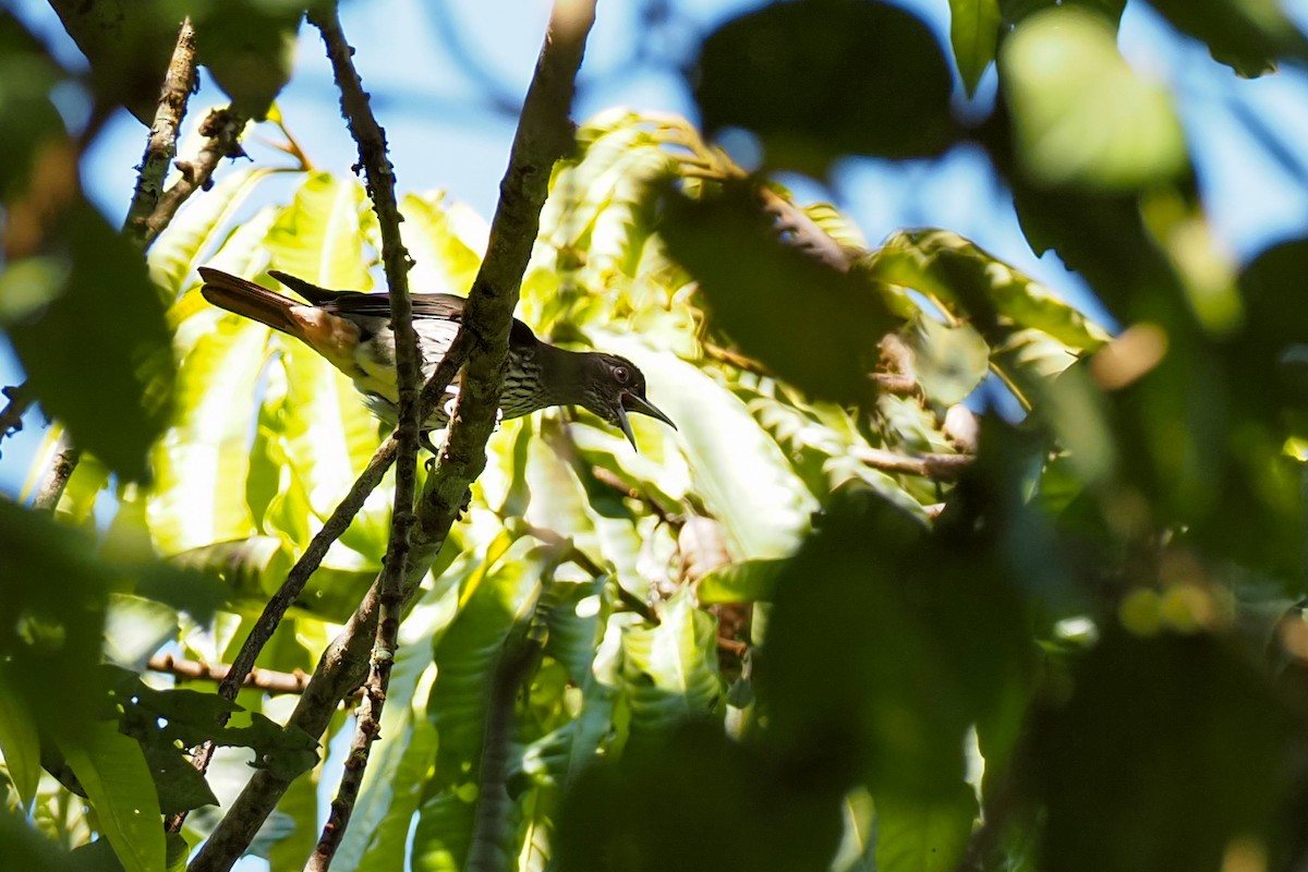 Silver Oriole - ML631036743