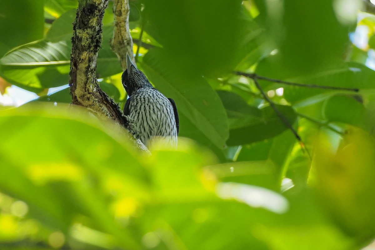 Silver Oriole - ML631036744