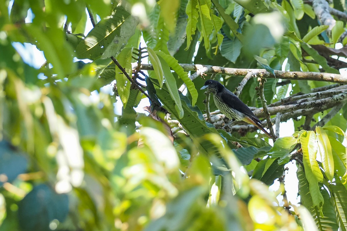 Silver Oriole - ML631036745