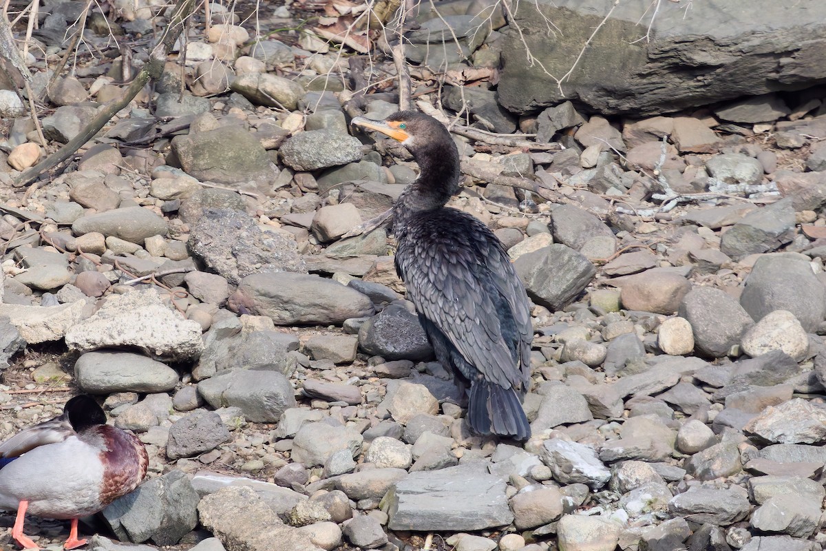 Double-crested Cormorant - ML631036756