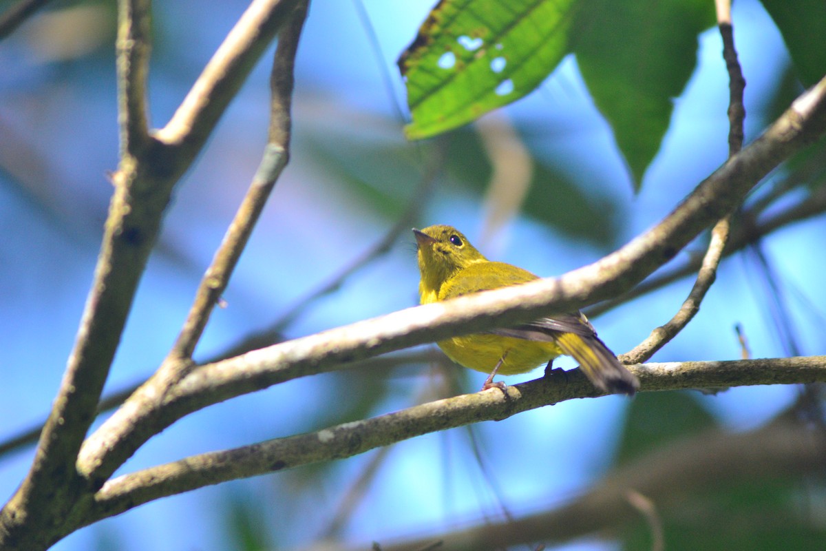 Citrine Canary-Flycatcher - ML631036833