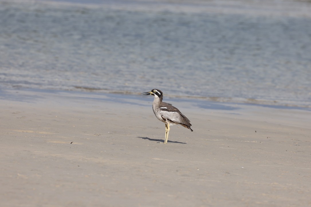 Beach Thick-knee - ML631036836