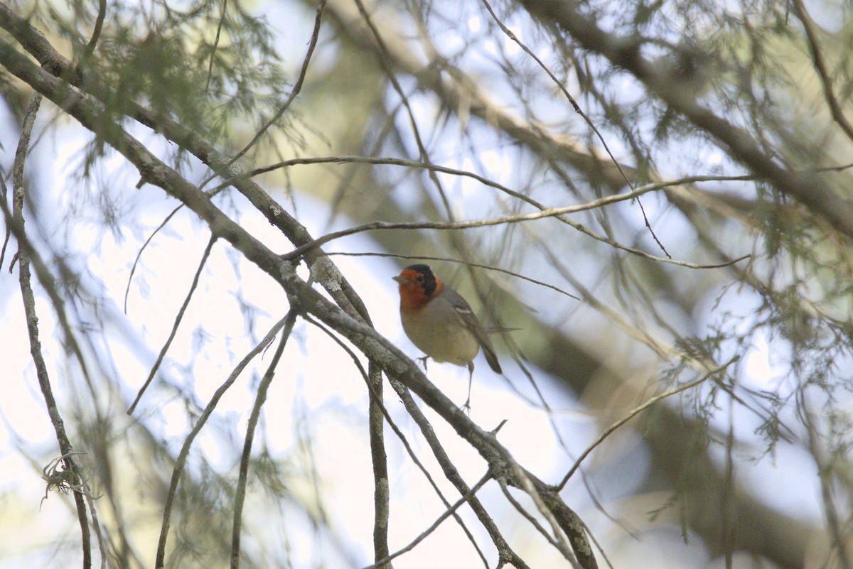 Red-faced Warbler - ML631036940