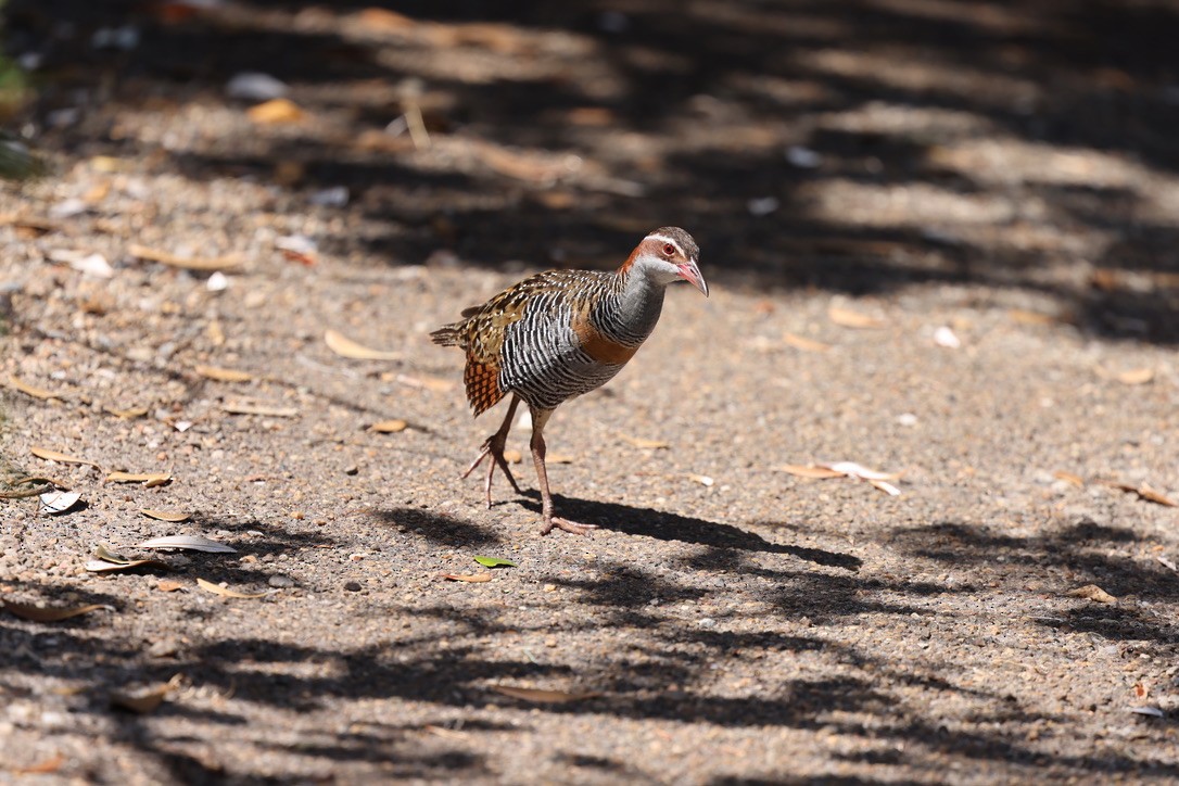 Buff-banded Rail - ML631037006