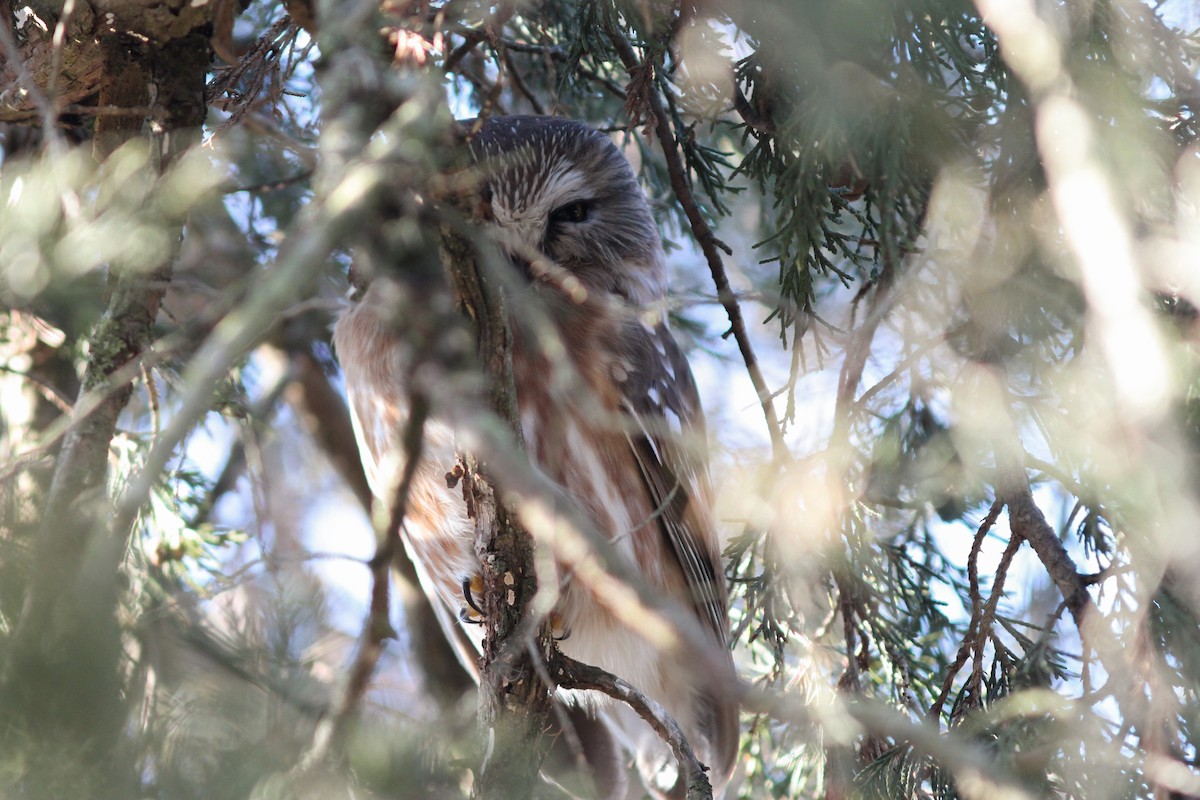 Northern Saw-whet Owl - ML631037206