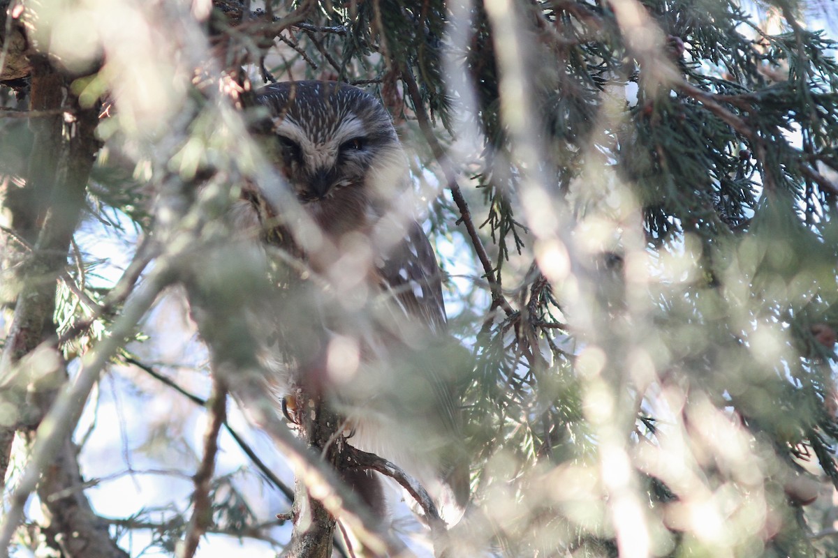 Northern Saw-whet Owl - ML631037208