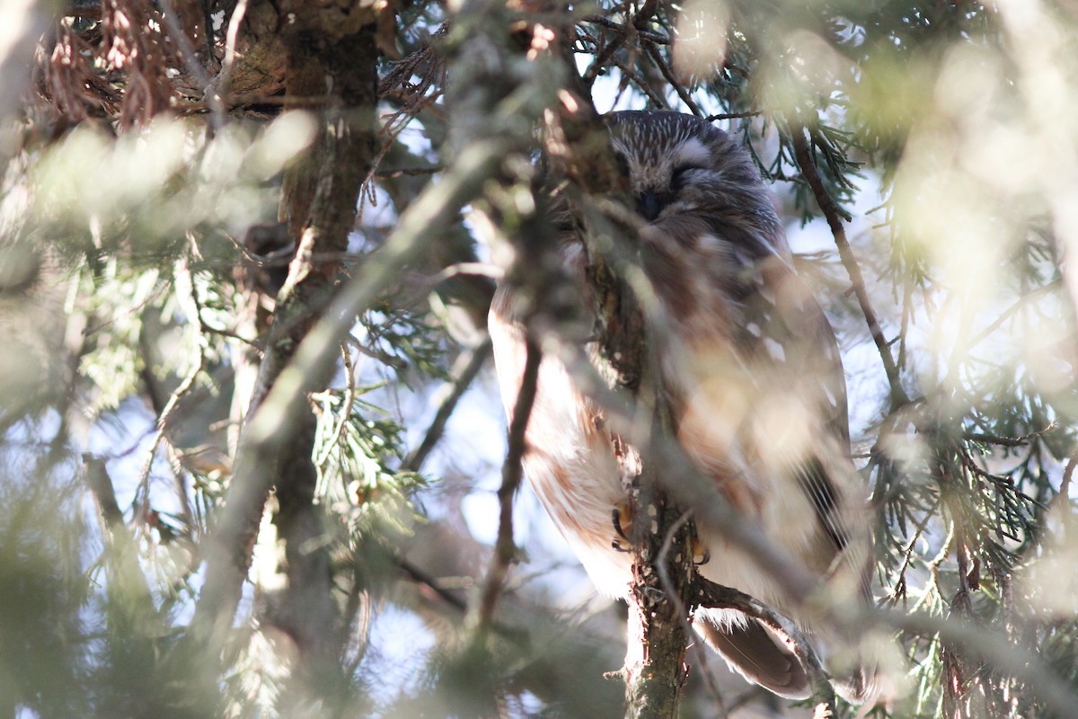Northern Saw-whet Owl - ML631037211
