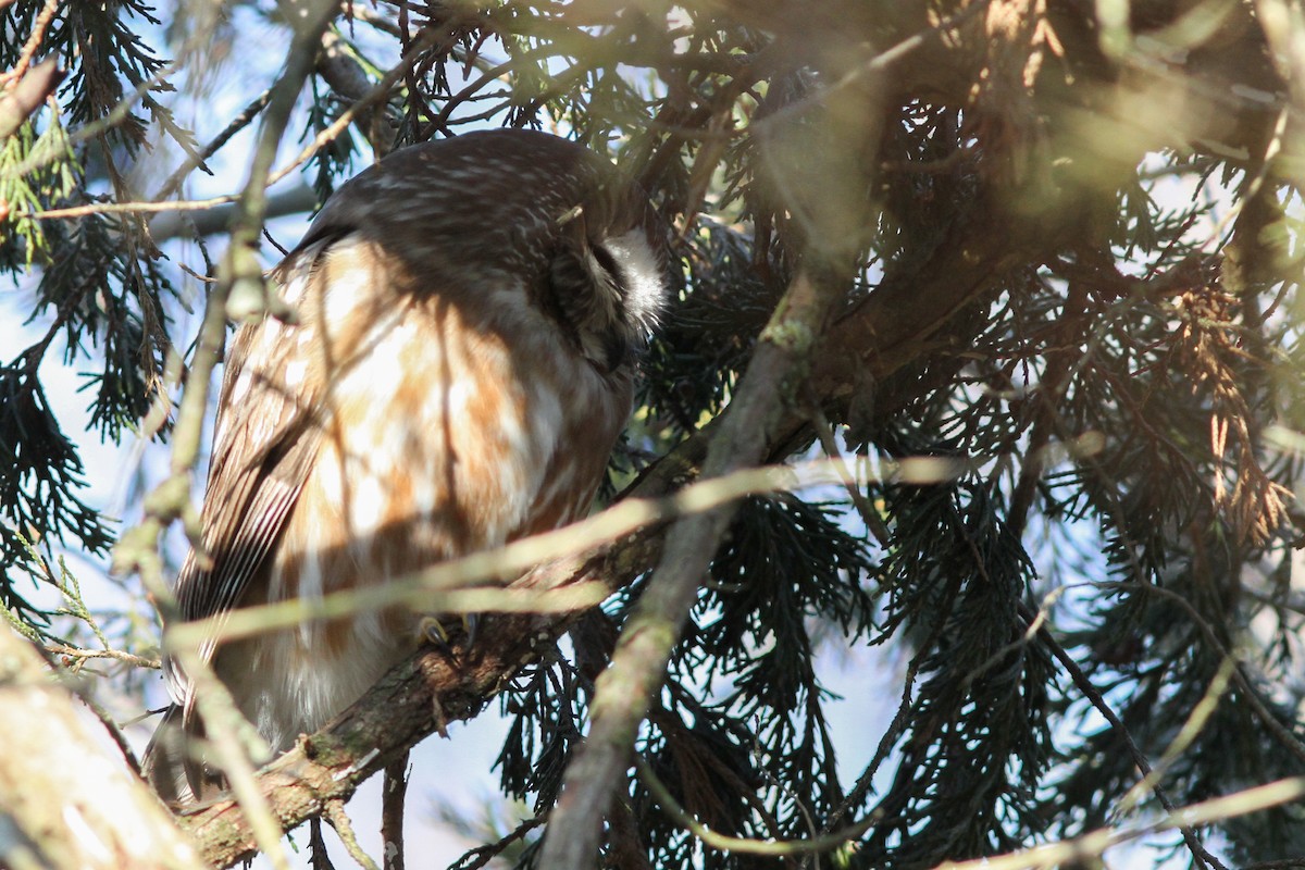 Northern Saw-whet Owl - ML631037215