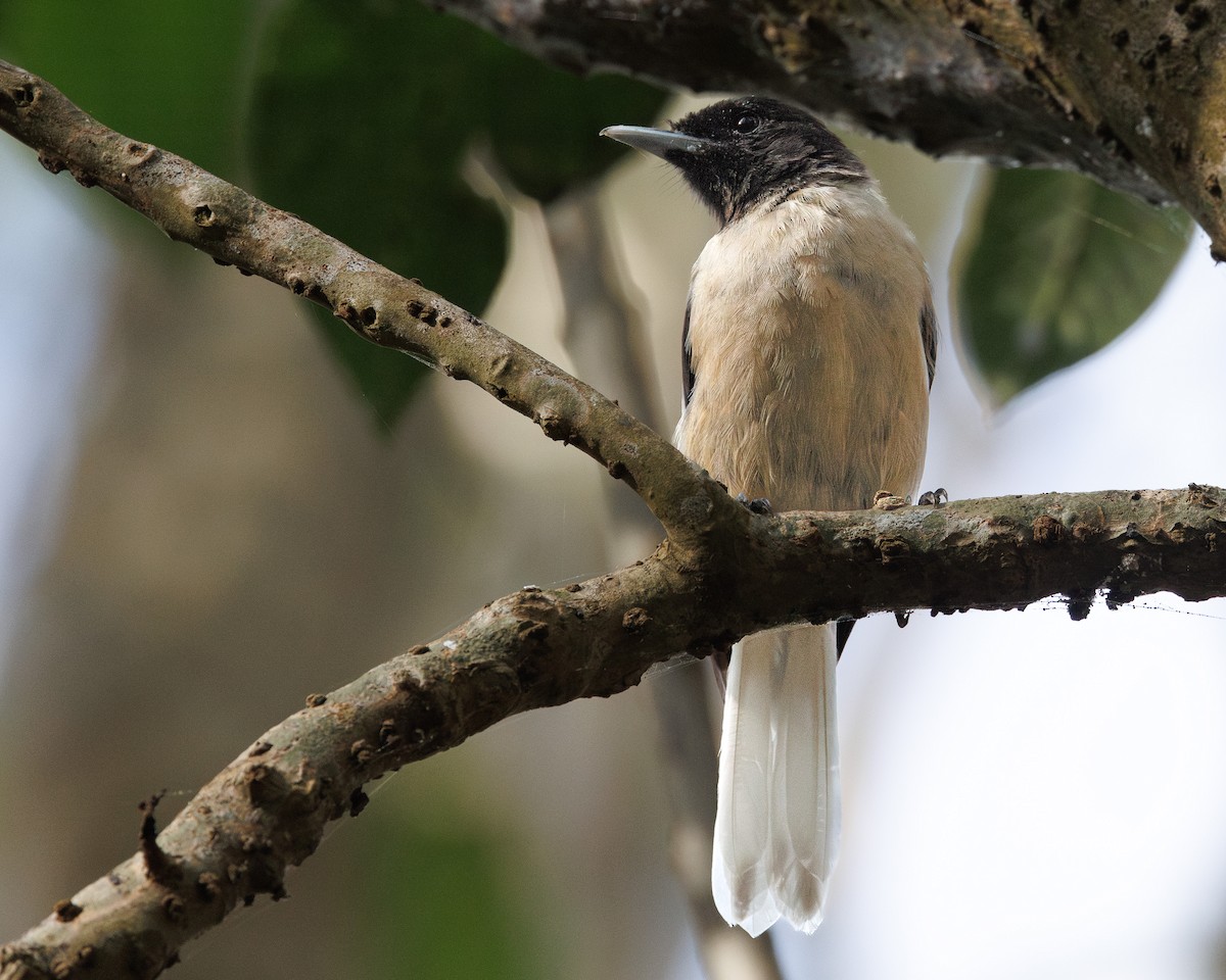 Marquesan Monarch - ML631037284