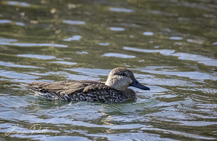 Ногоохон нугас - ML631037447