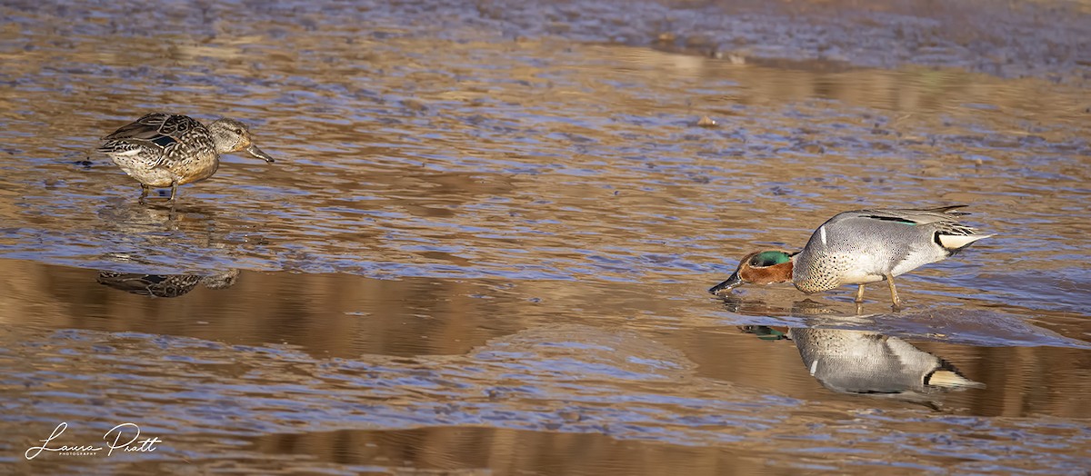 Ногоохон нугас - ML631037448