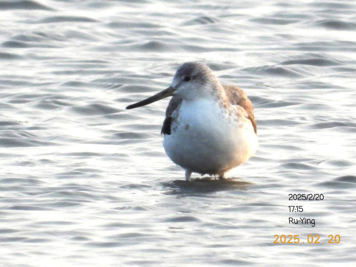 Nordmann's Greenshank - ML631037648