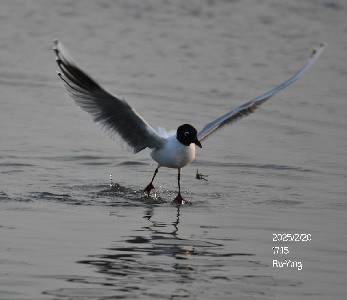 Saunders's Gull - ML631037653