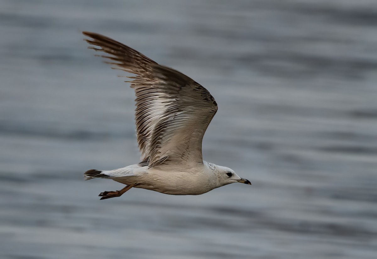 Common Gull - ML631037745