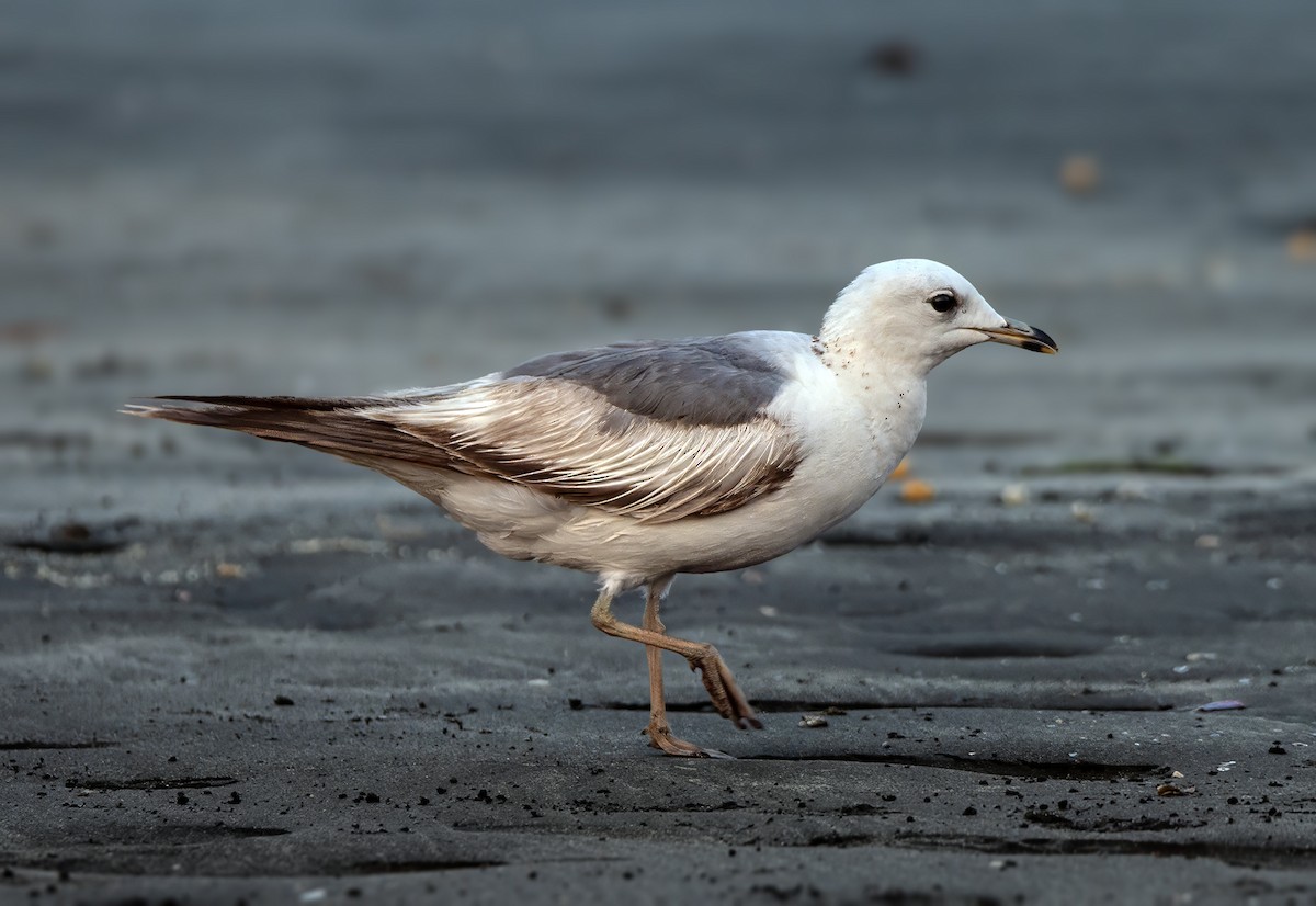 Common Gull - ML631037746
