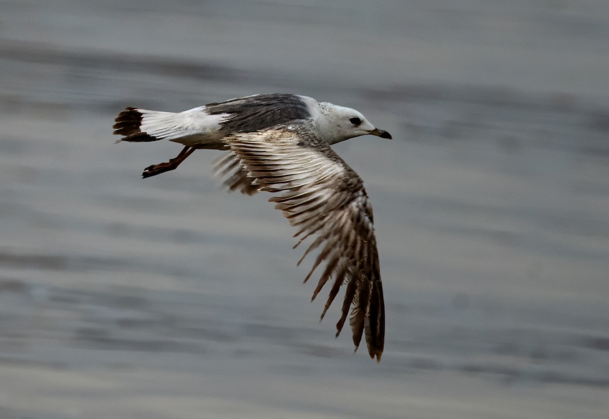 Common Gull - ML631037747