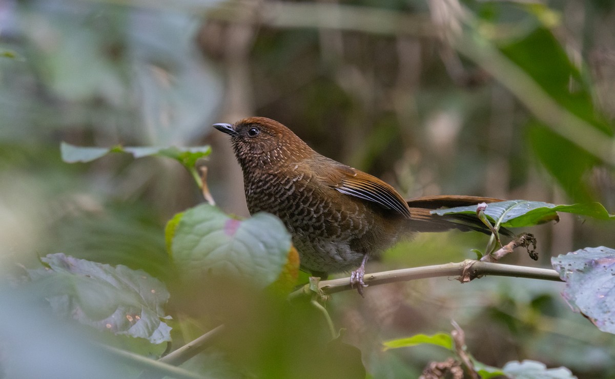 Brown-capped Laughingthrush - ML631037753