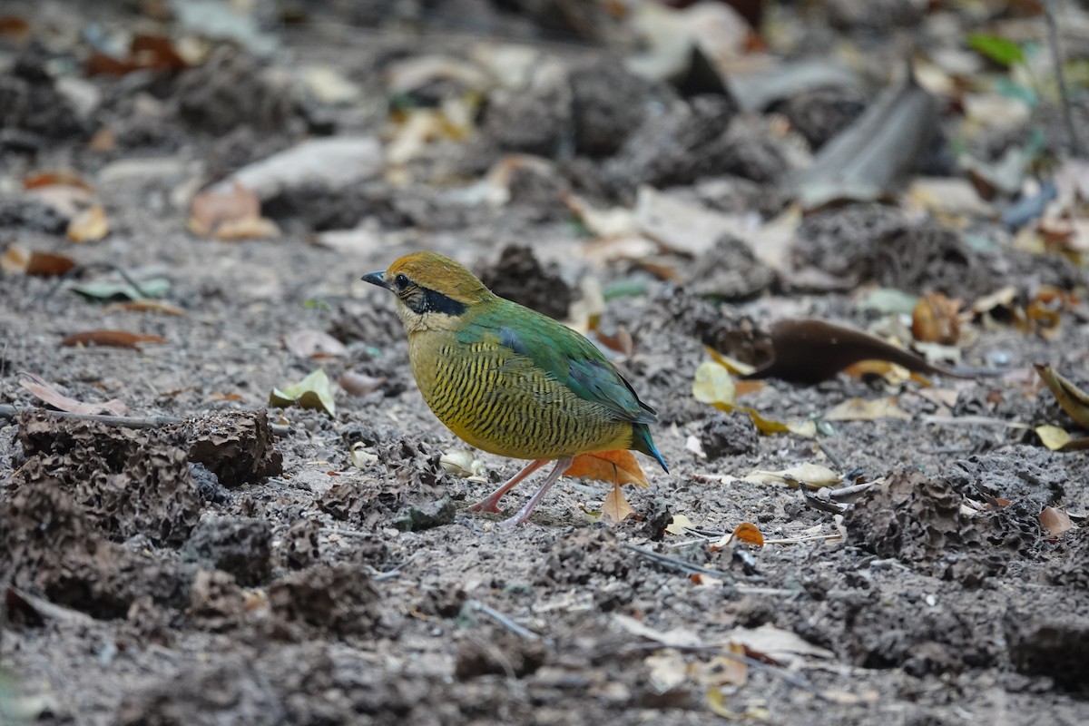 Bar-bellied Pitta - ML631037785