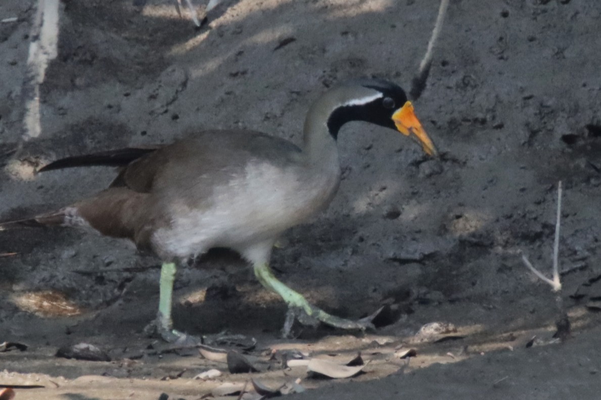 Masked Finfoot - ML631037918
