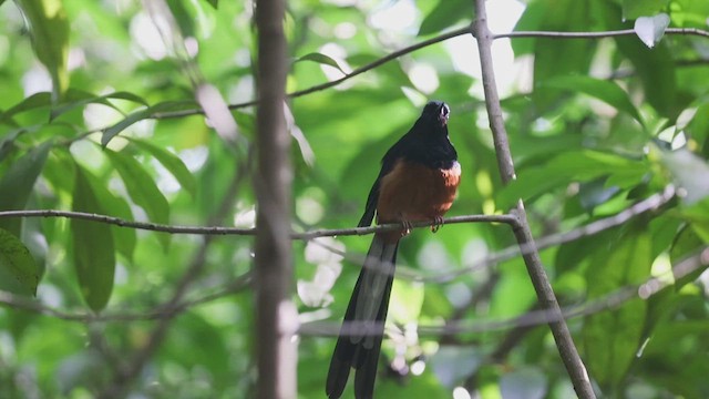 White-rumped Shama - ML631037994
