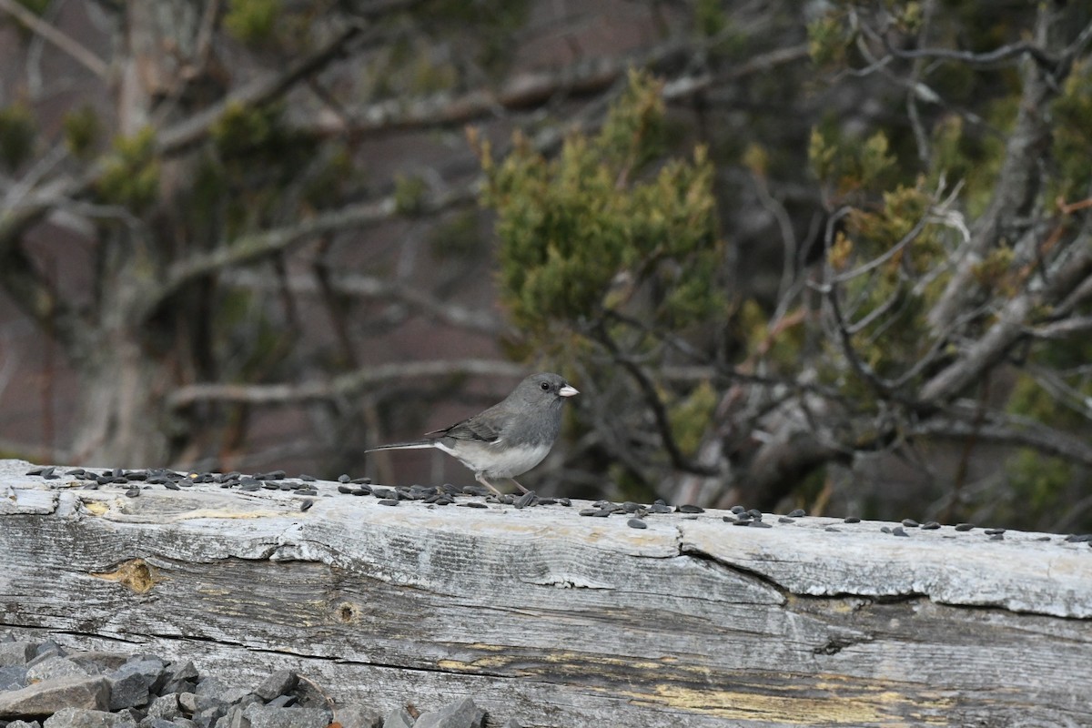 Dark-eyed Junco - ML631038127