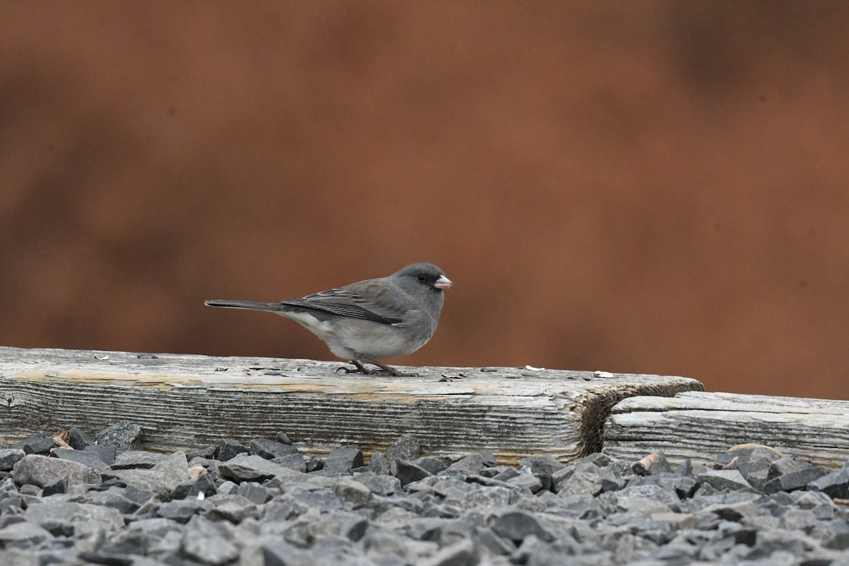 Dark-eyed Junco - ML631038129