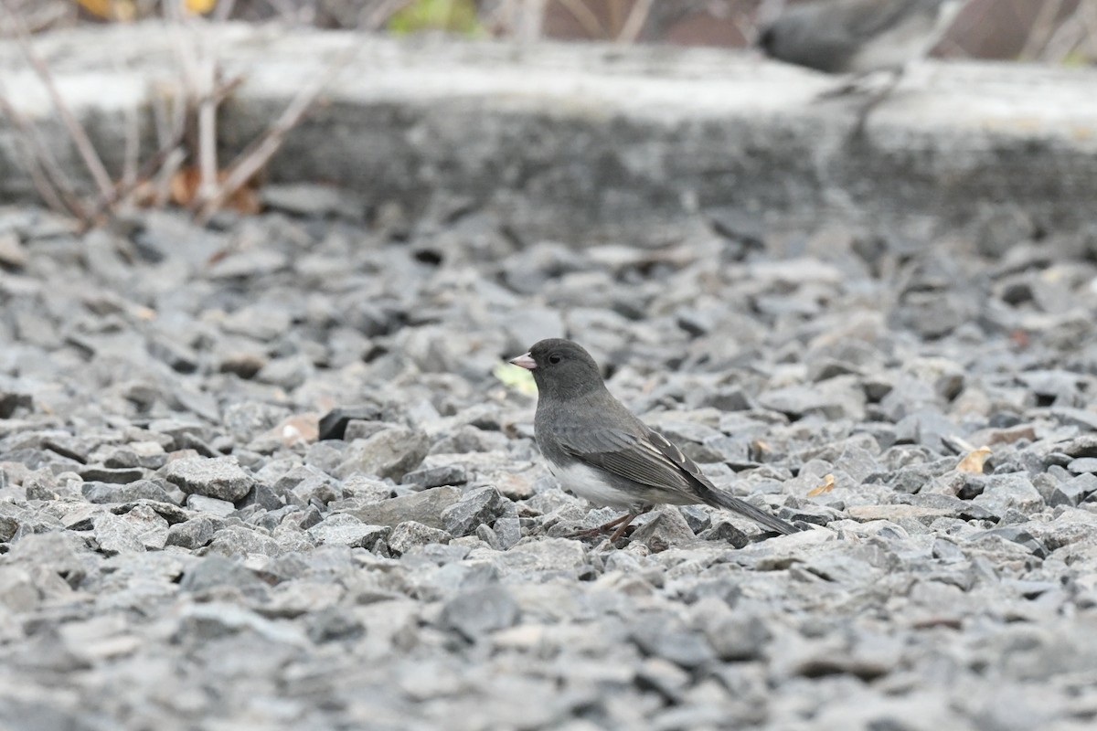 Dark-eyed Junco - ML631038130