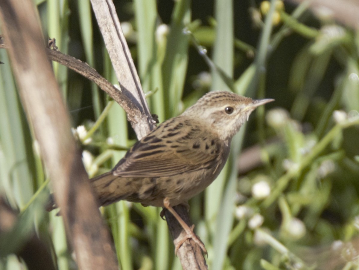 Эгэл шатан сүүлт - ML631038206