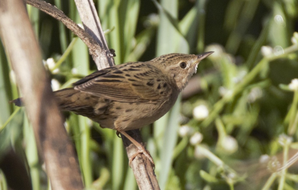 Эгэл шатан сүүлт - ML631038207