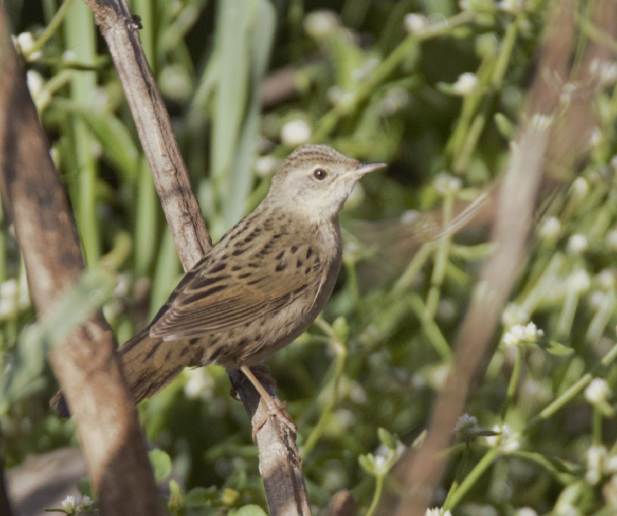 Эгэл шатан сүүлт - ML631038208