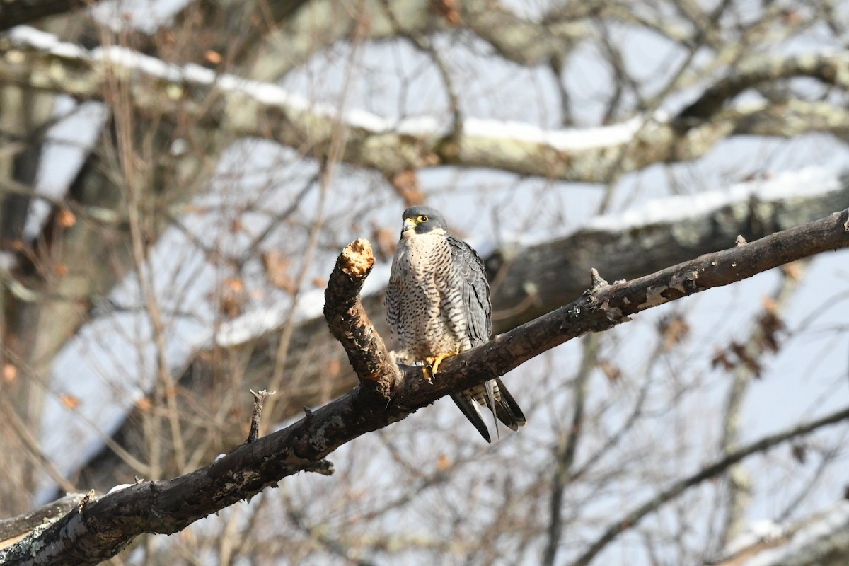 Peregrine Falcon - ML631038333