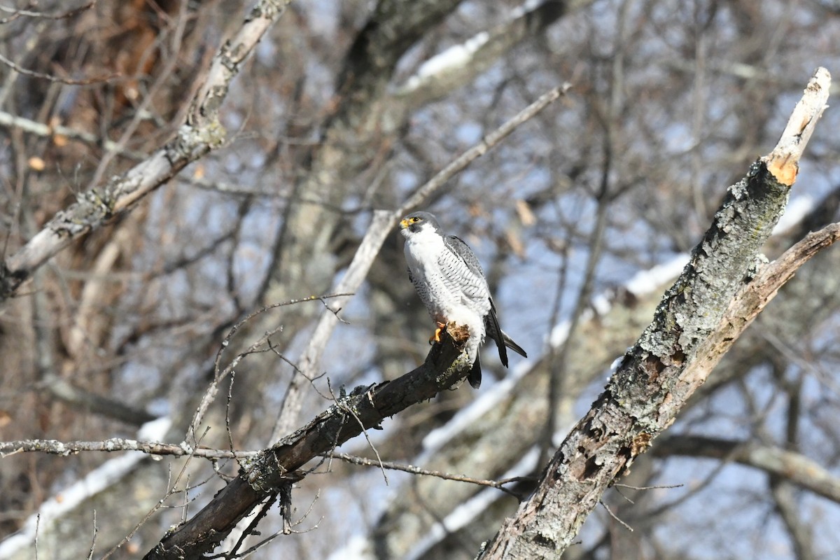 Peregrine Falcon - ML631038334