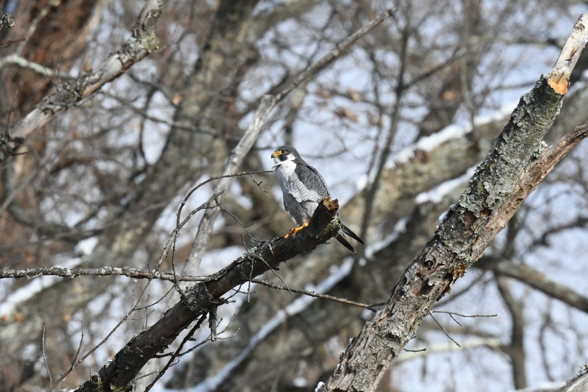 Peregrine Falcon - ML631038335