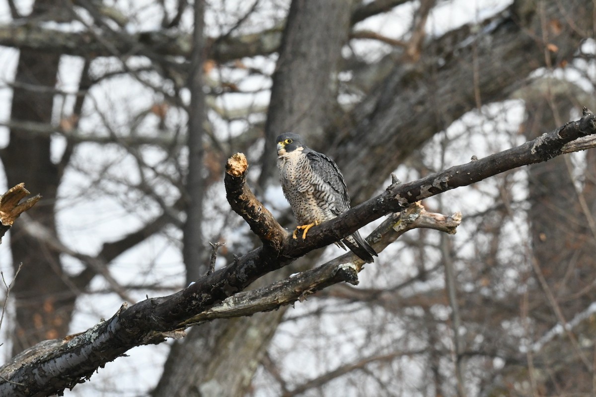 Peregrine Falcon - ML631038336