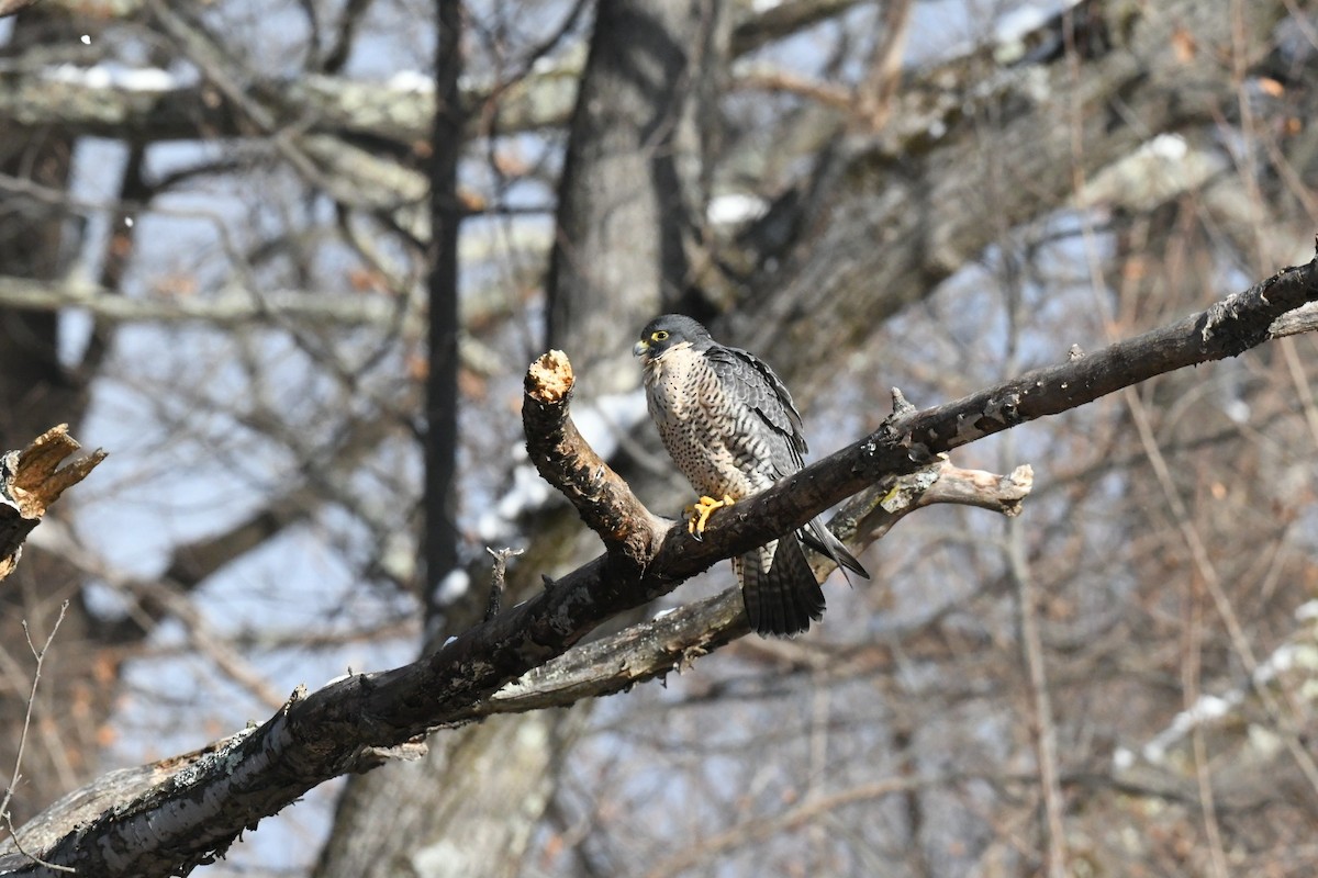 Peregrine Falcon - ML631038337