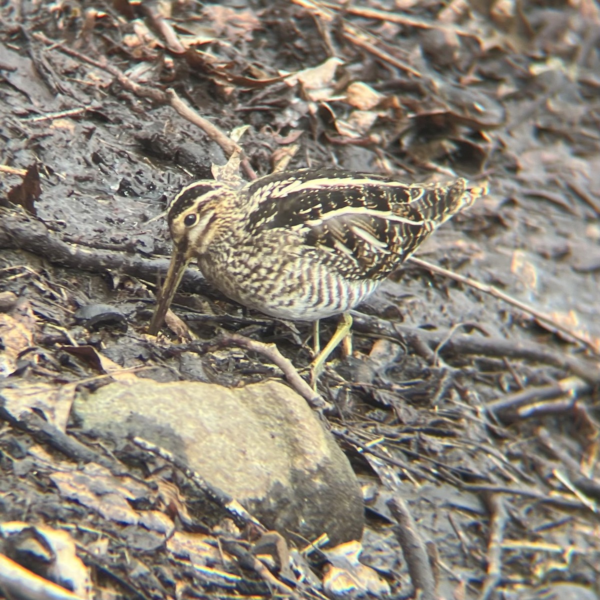 Wilson's Snipe - ML631038554