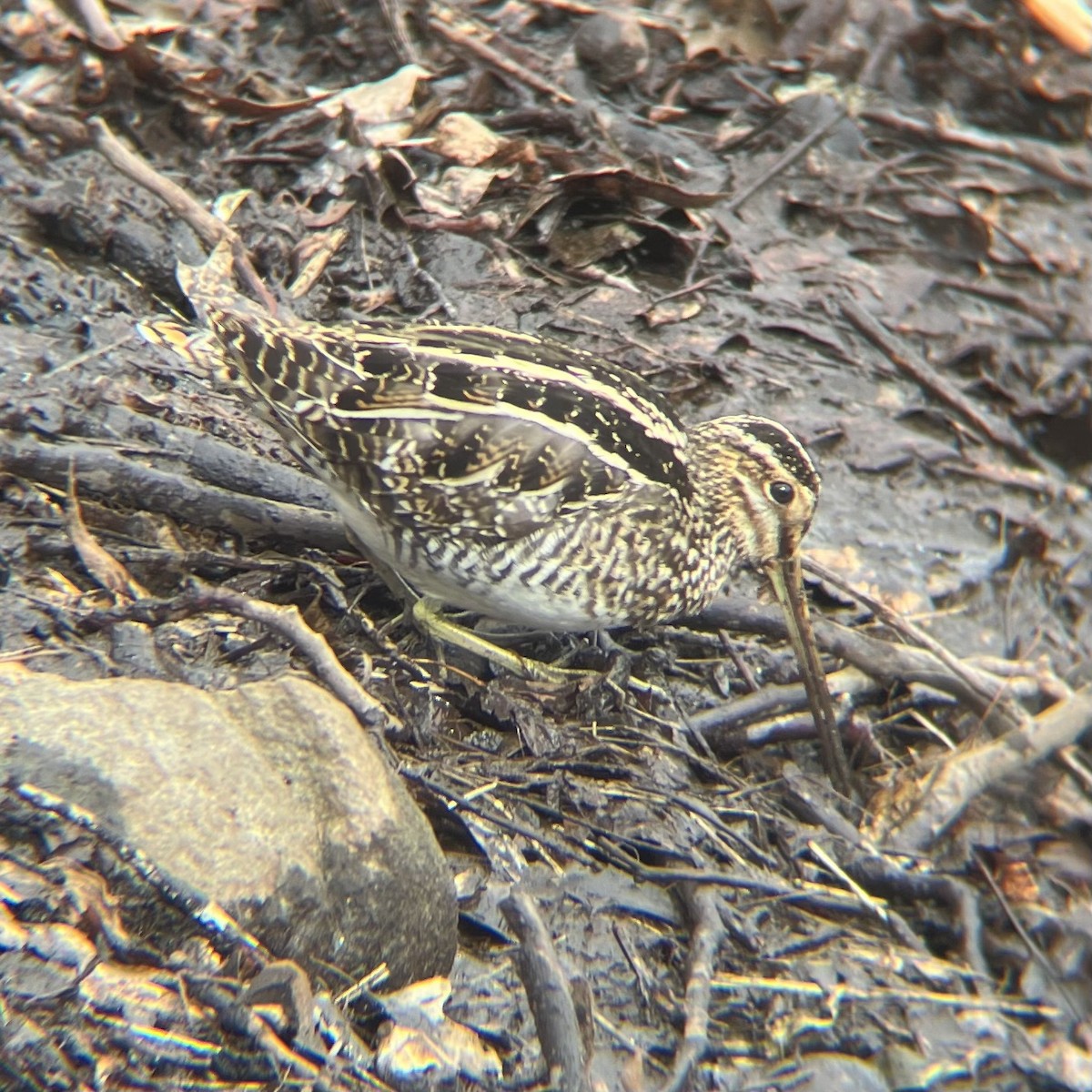 Wilson's Snipe - ML631038555