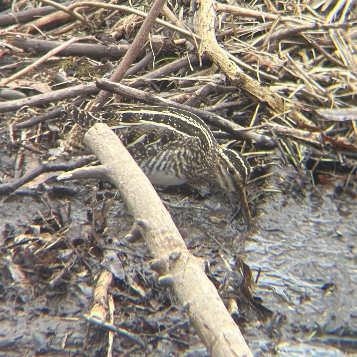 Wilson's Snipe - ML631038556