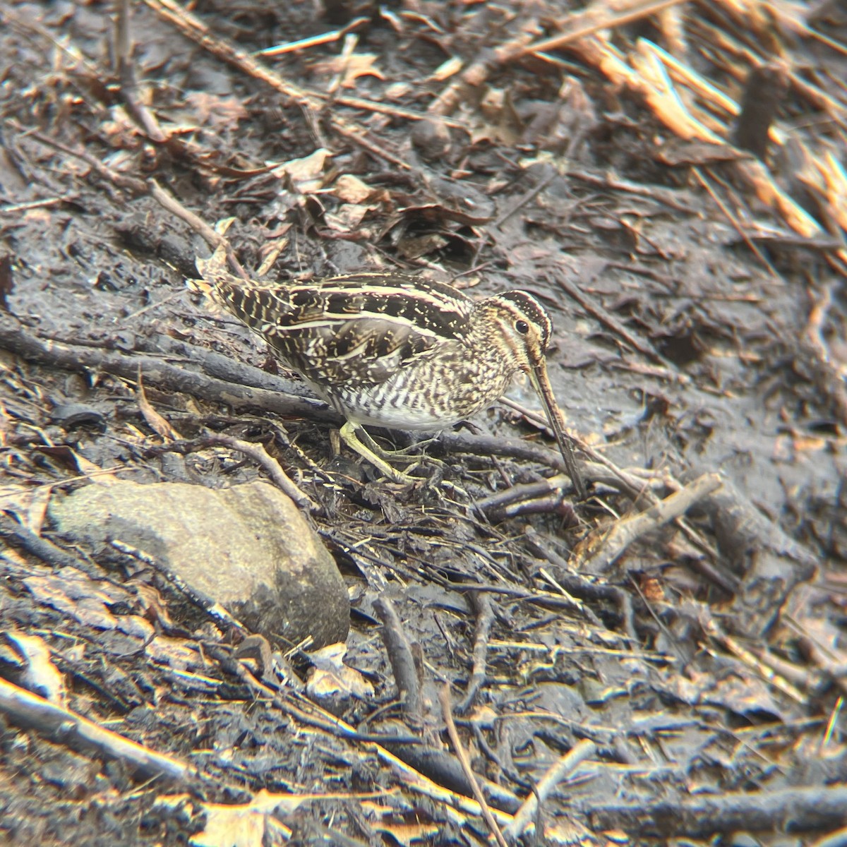 Wilson's Snipe - ML631038557