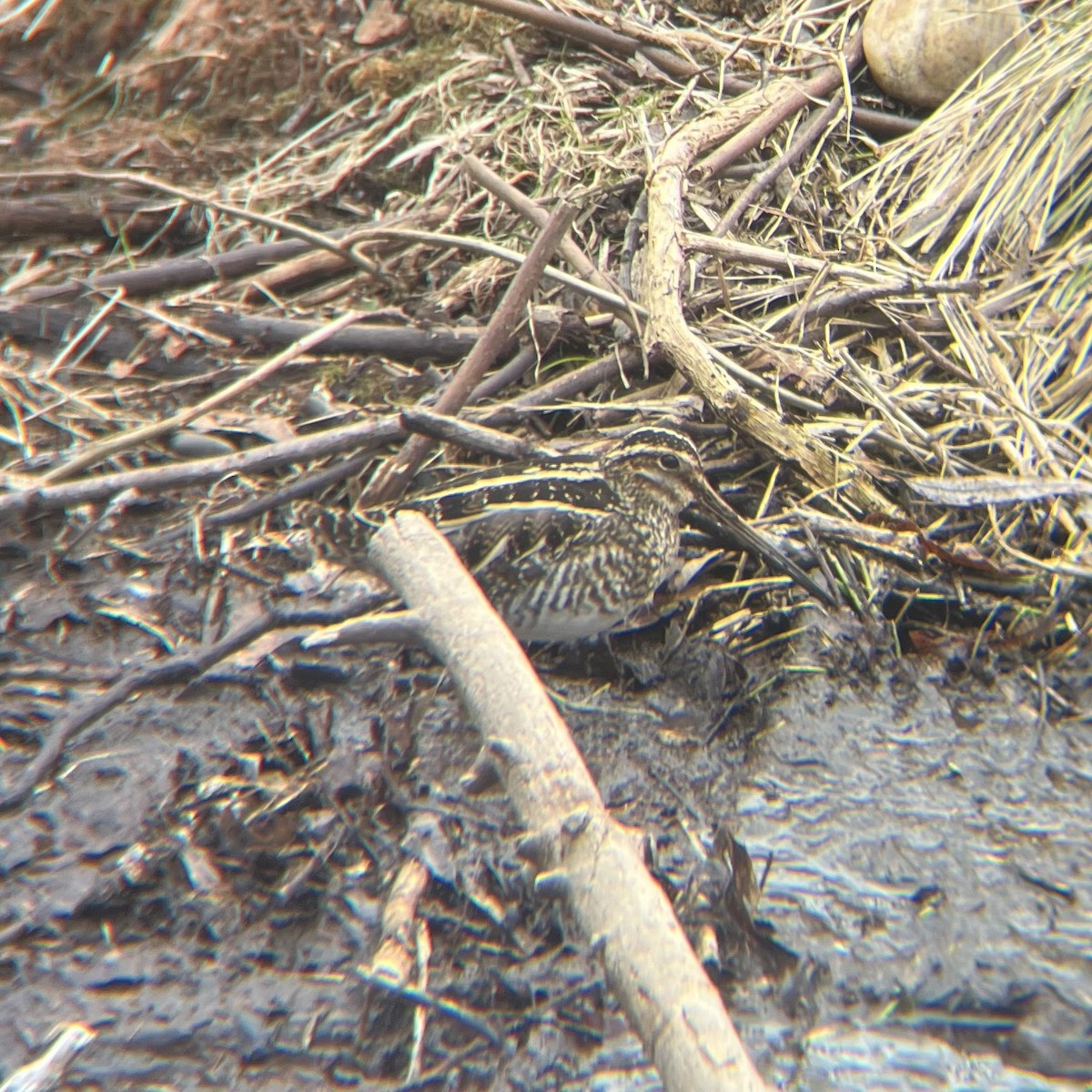 Wilson's Snipe - ML631038558