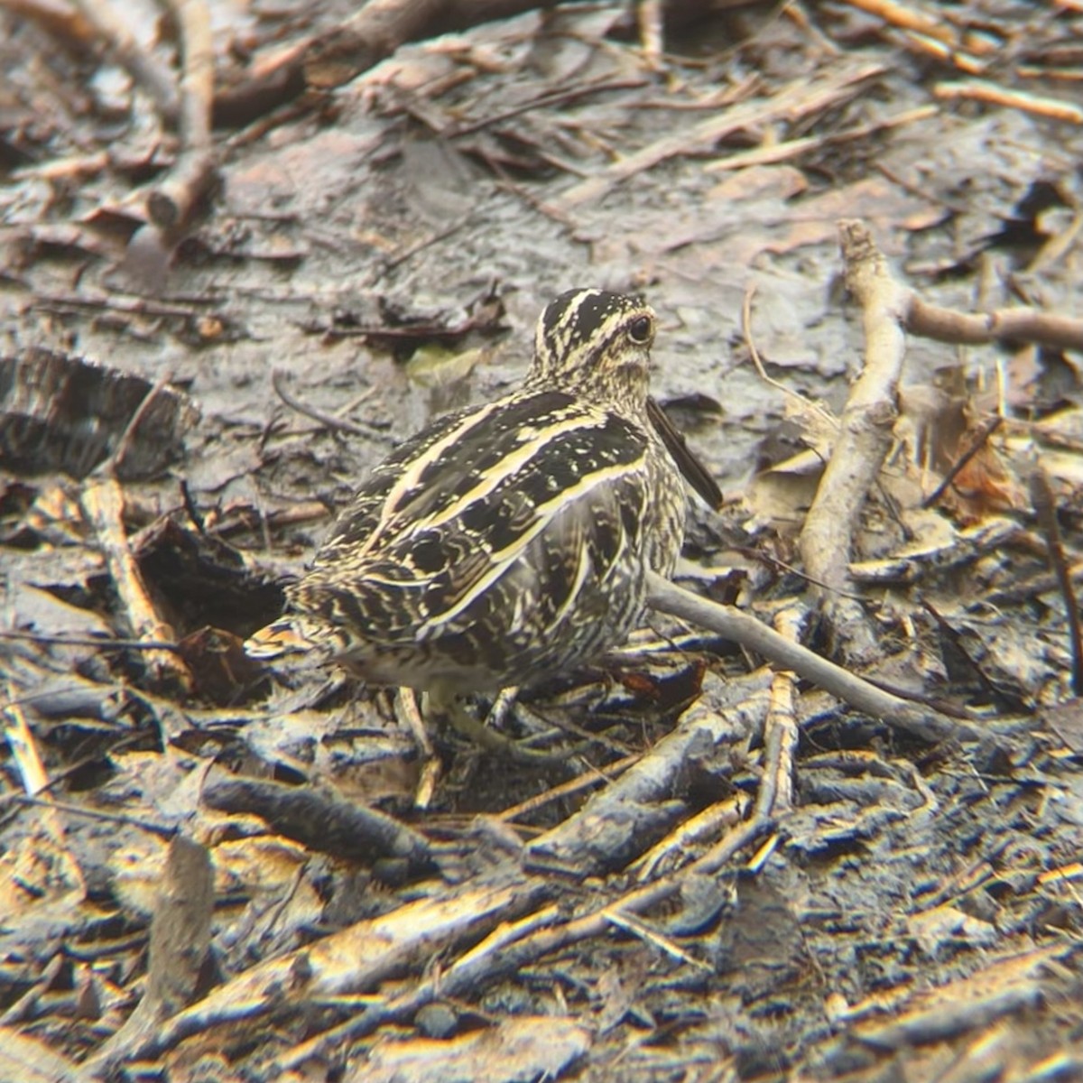 Wilson's Snipe - ML631038559